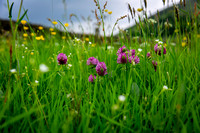 Meadow flowers in Swaledale