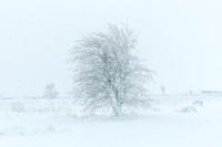 Ethereal Snow Scene on Penistone Hill