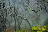 Misty woodland scene