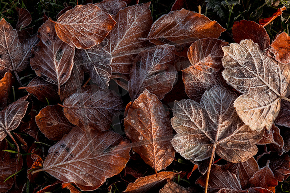 Frosty Leaves